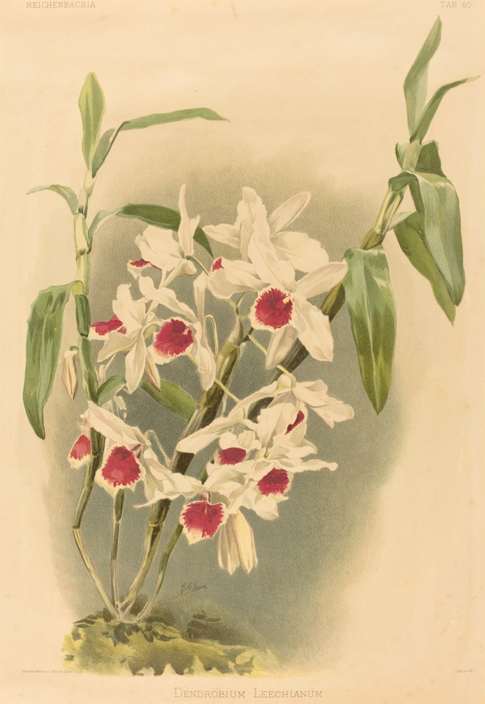 Dendrobium Leechianum. af Joseph Mansell