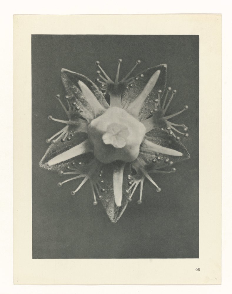 planlægge undersøgelse Arketyper af kunst (serietitel) af Karl Blossfeldt