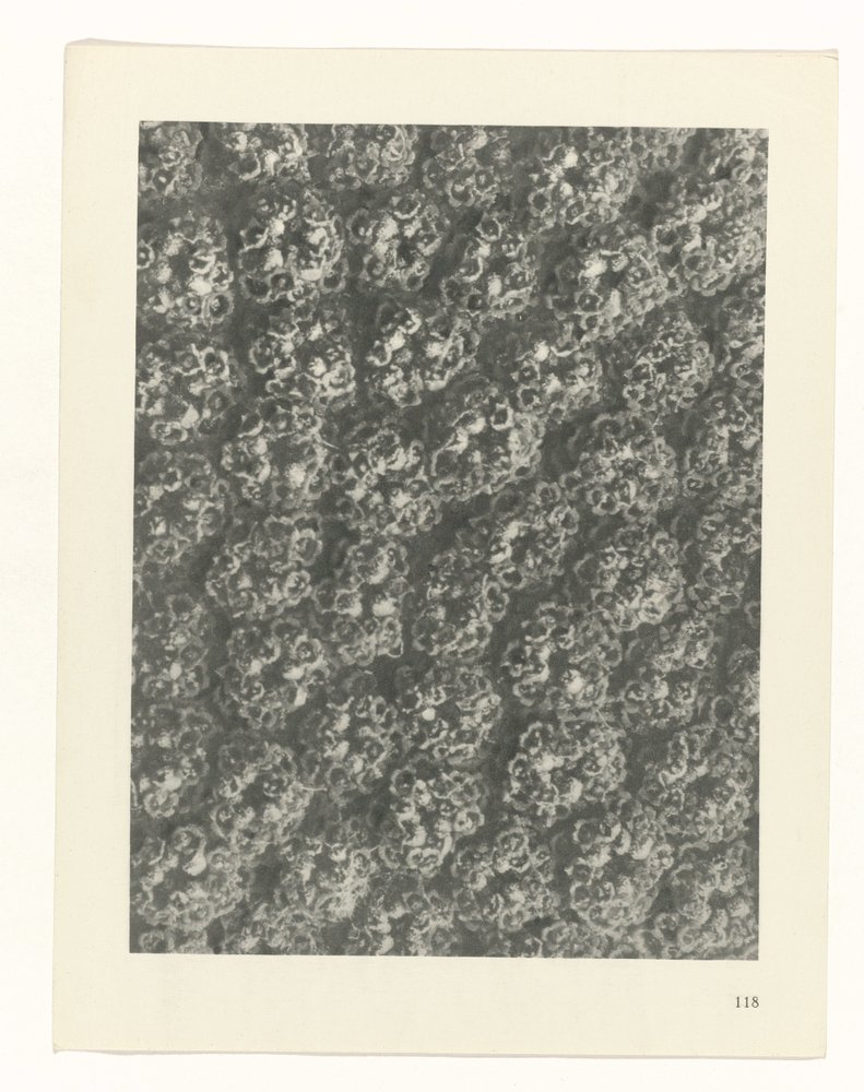 planlægge undersøgelse Arketyper af kunst (serietitel) af Karl Blossfeldt