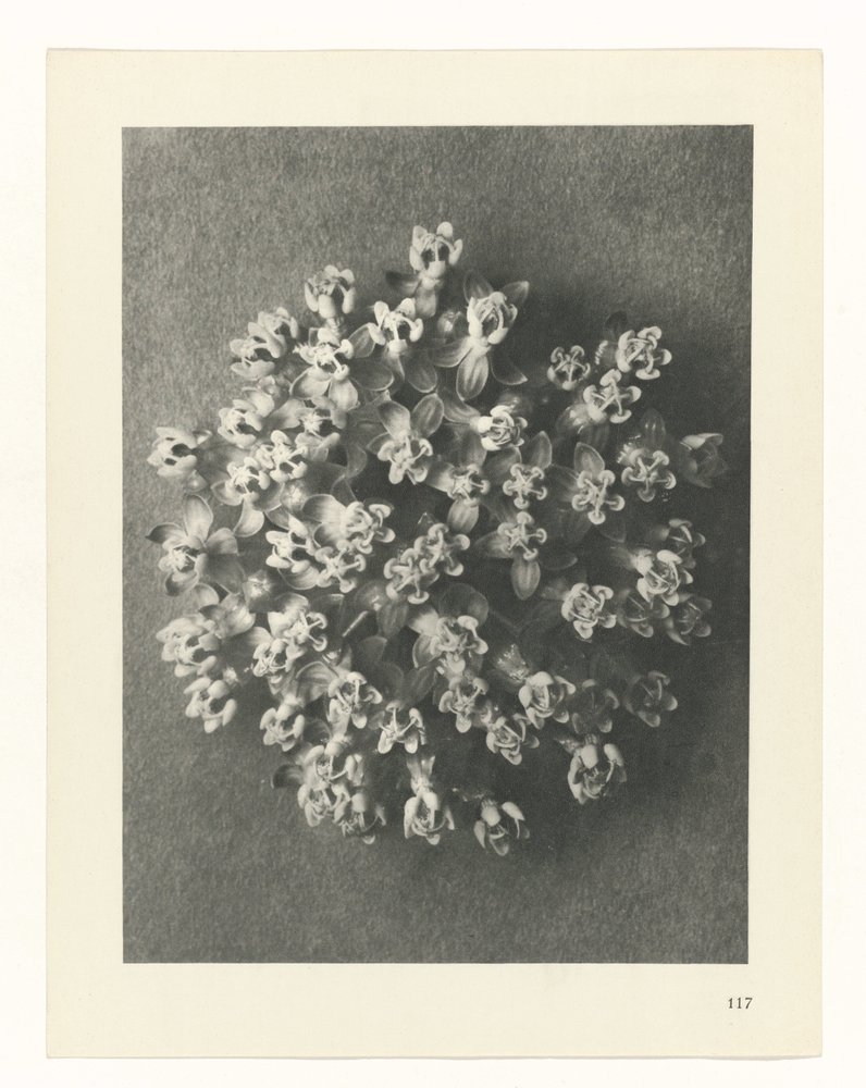 planlægge undersøgelse Arketyper af kunst (serietitel) af Karl Blossfeldt
