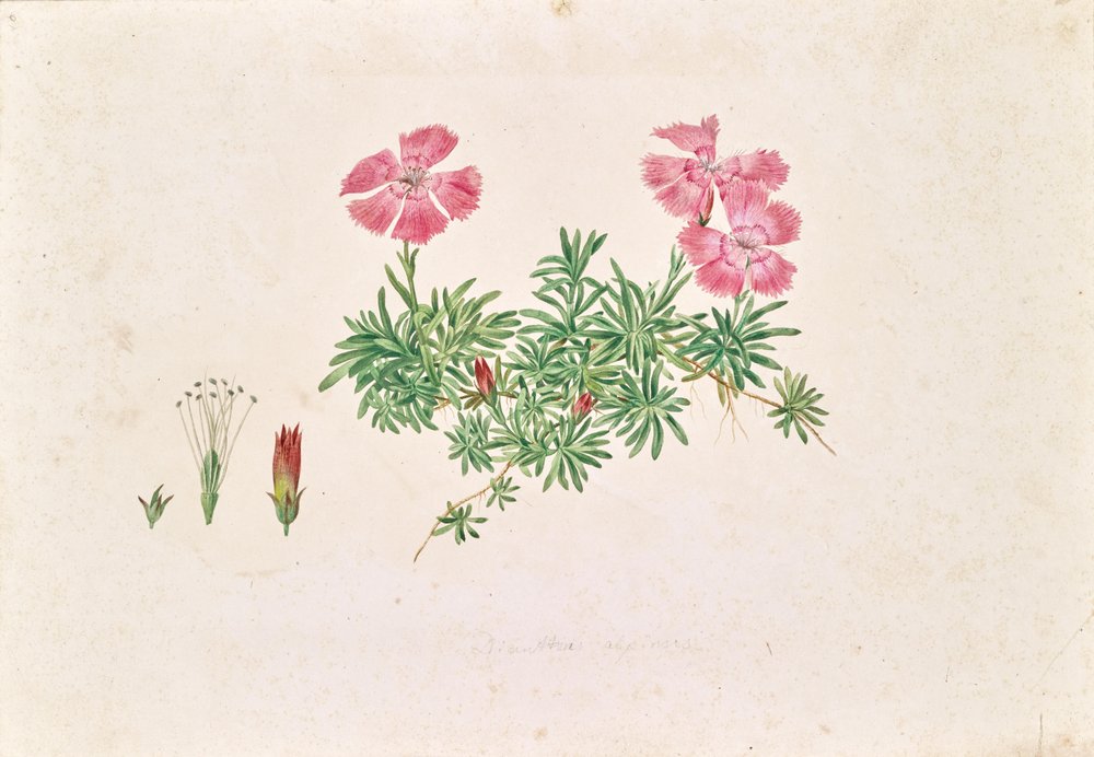 Alpin nellike (Dianthus alpinus) af Leopold von Stoll