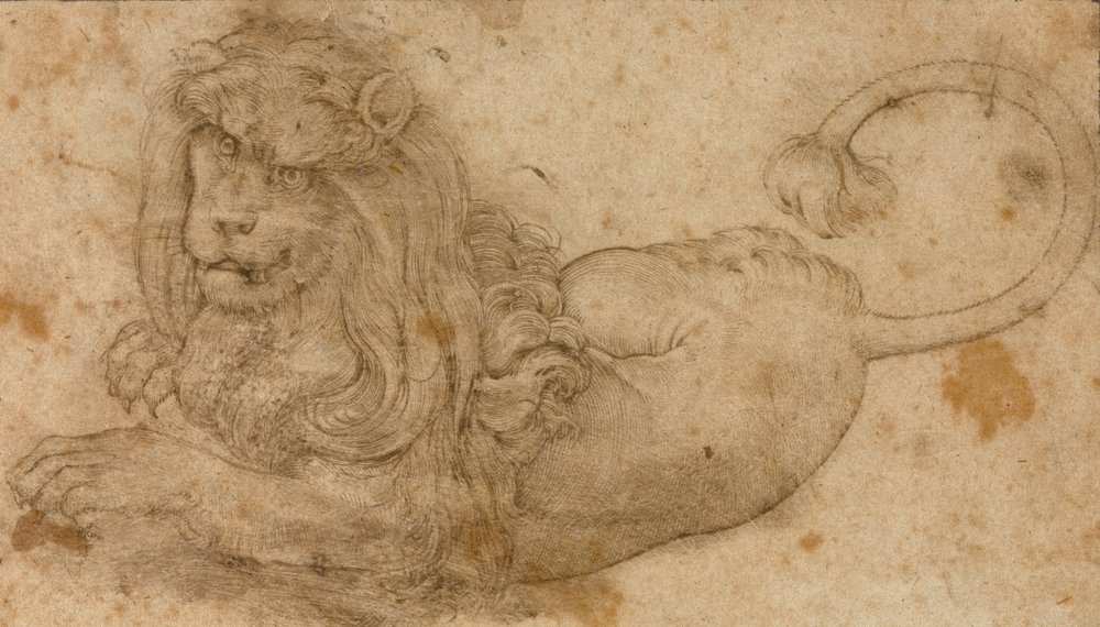 Studie af en løve af Lucas Cranach the Elder