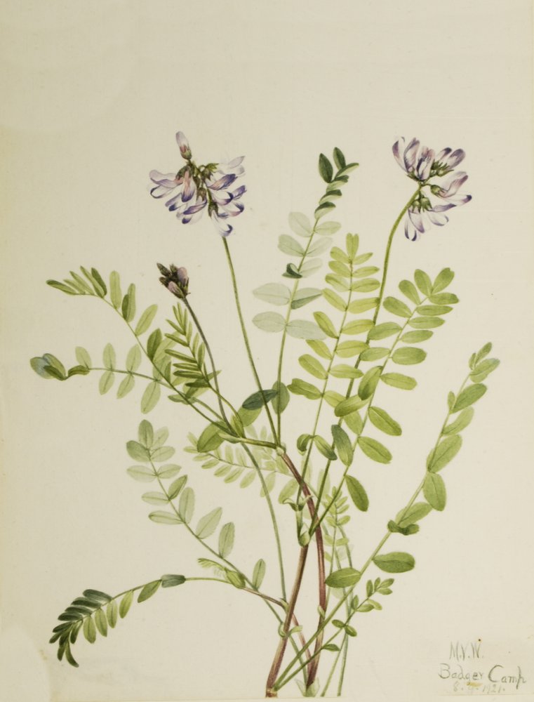 Alpine Milkvetch Astragalus alpinus, 1921. af Mary Vaux Walcott