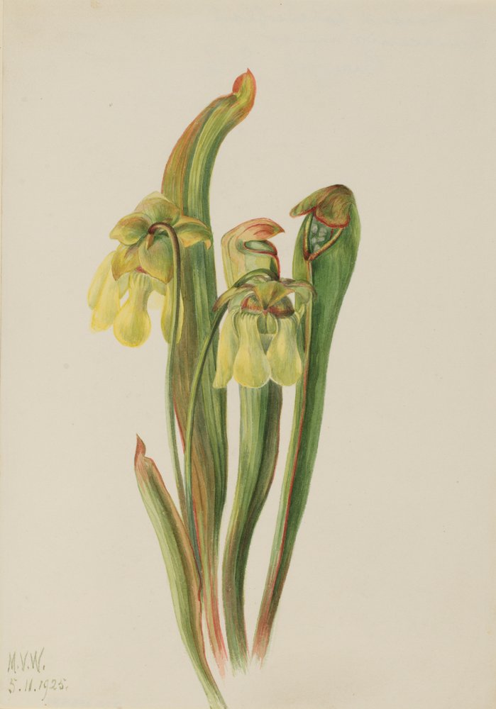 Kandebærerplante (Sarracenia minor) af Mary Vaux Walcott