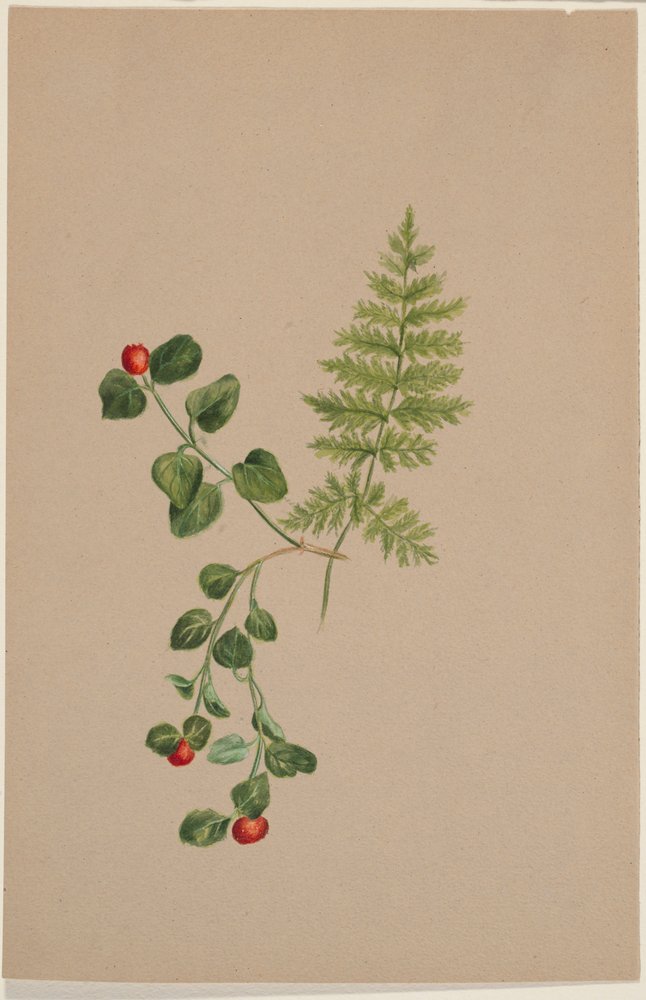 Agerbær (Mitchella repens) af Mary Vaux Walcott