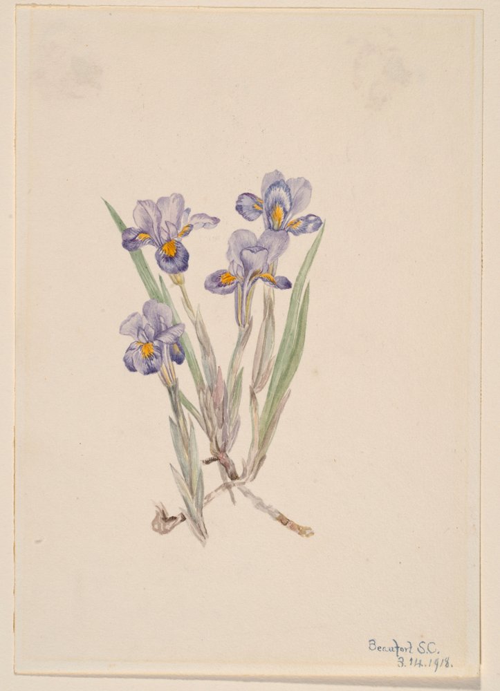 Forårsiris (Iris verna) af Mary Vaux Walcott