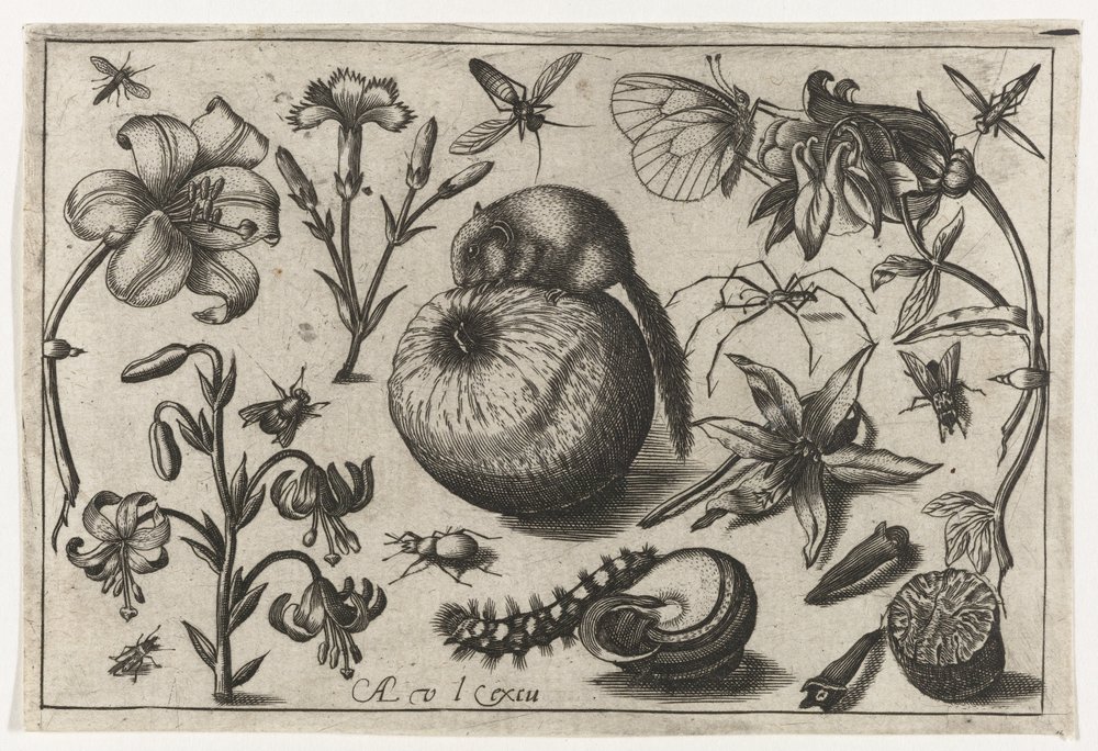 Blomster og en mus på et æble Fugle, blomster, insekter etc. (serietitel) af Nicolaes de Bruyn (possibly)