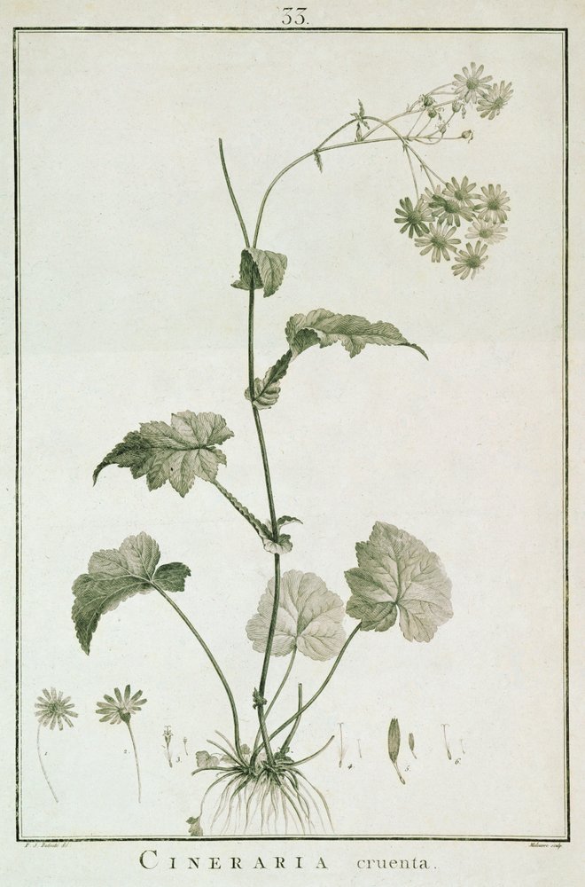 Cineraria Cruenta, fra 