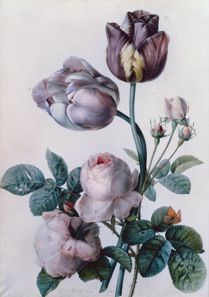 En kålrose, to tulipaner, en lille skildpadde sommerfugl, gul eng (akvarel) af Pierre-Joseph Redouté