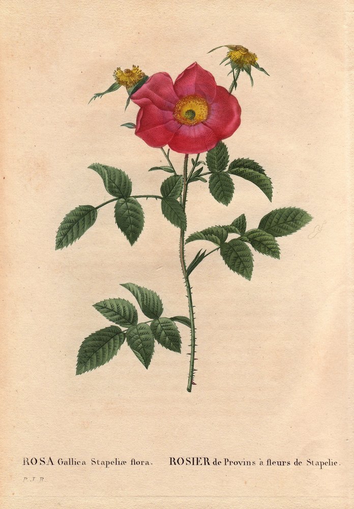 Botanisk tavle, blomst, rosesort: Provinrose med Stapelia-blomstring (Rosa Gallica Stapeliae flora), sandsynligvis udryddede arter. I "" Les Roses", bind 2 af Pierre Joseph Redoute (1759-1840) af Pierre-Joseph Redouté
