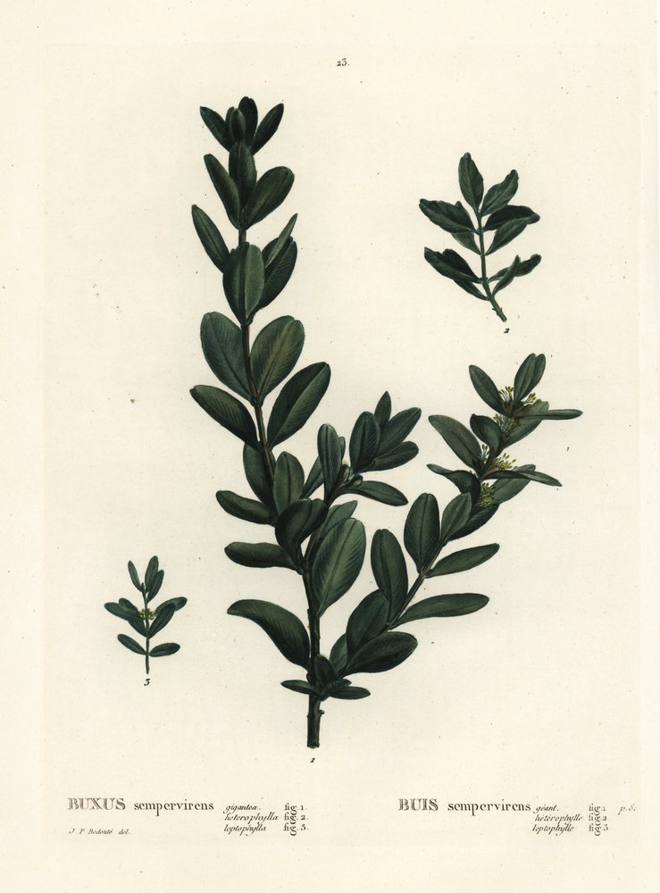 Almindelig kasse, europæisk boks eller buksbom, Buxus sempervirens (gigantea, heterophylla og leptophylla). Håndfarvet stiplet gravering efter en illustration af Pierre-Joseph Redoute fra Henri Louis Duhamel du Monceaus Treat des Arbres et Shrustes, Paris af Pierre-Joseph Redouté