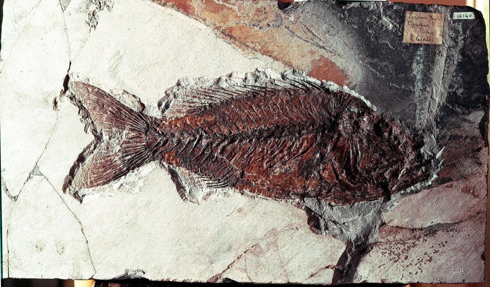 Forhistorie: fossil af Sparnodus Elongatus fisk fra stedet for Mount Bolca (Italien). Eocæn periode. Museo civico di Storia Nature, Milano af Prehistoric Prehistoric