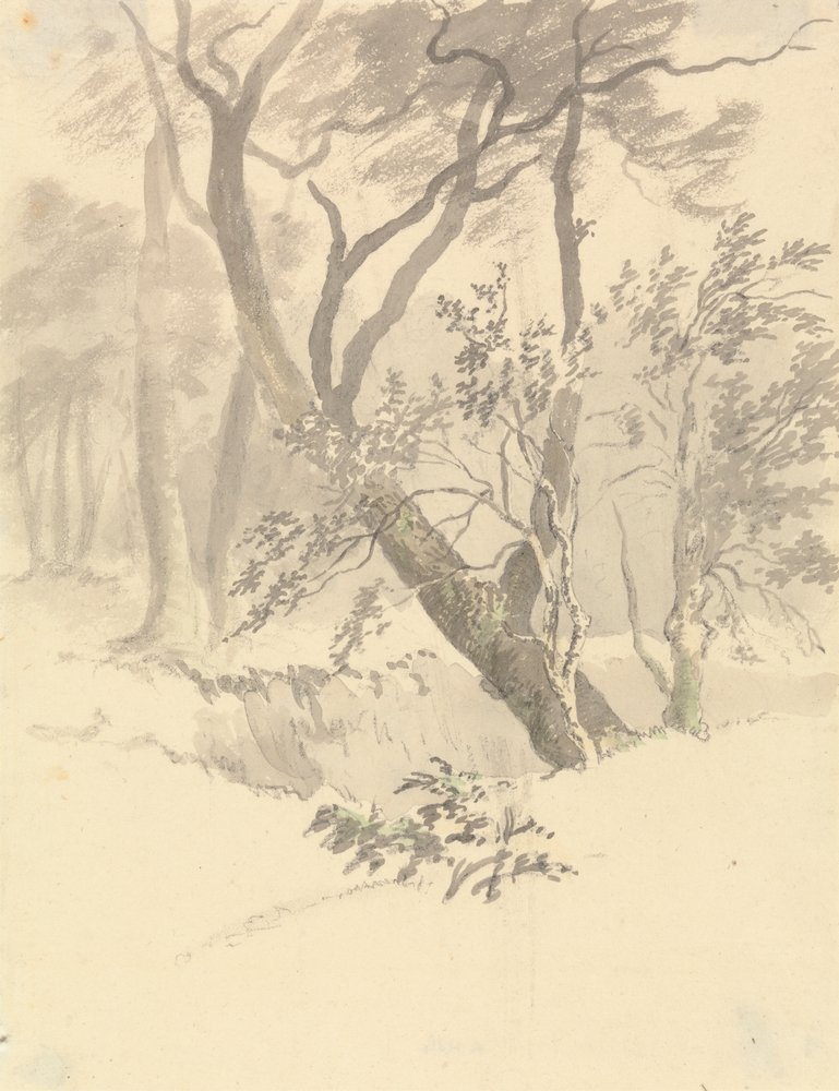 Træet af Robert Hills