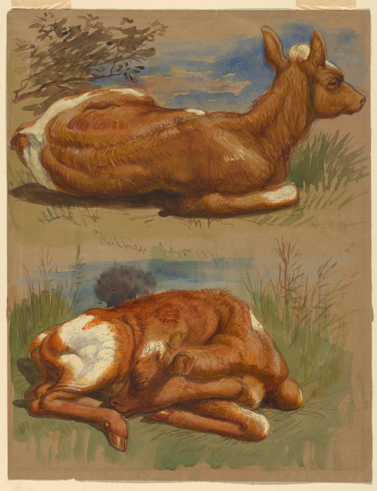 Tegning, tre studier af kalve, Stockbridge, 7. juli 1876 af Samuel Colman