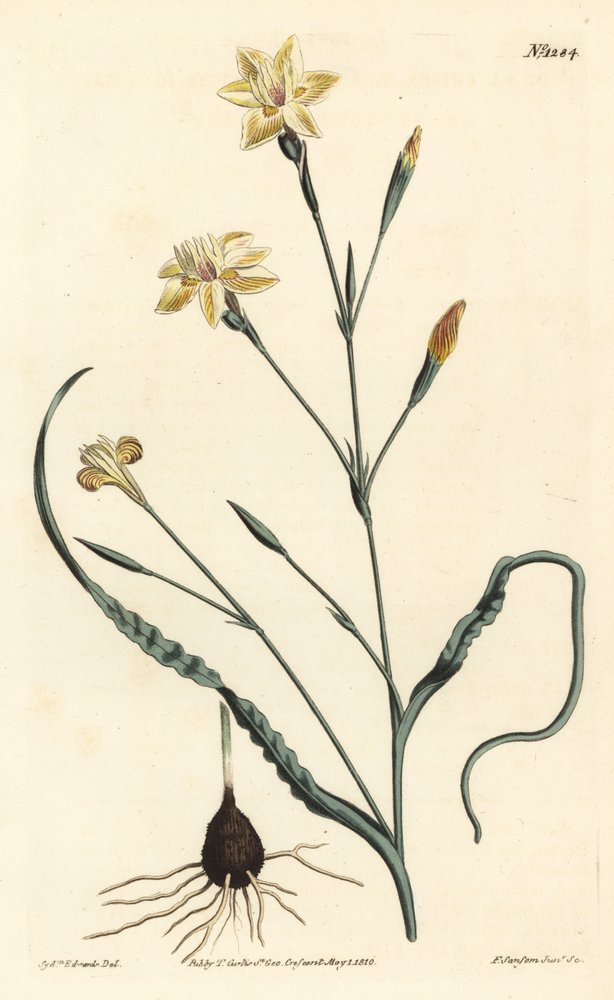 Krøllet bladmoraea, Moraea crispa. Håndfarvet kobberstik af F. Sansom Jr. efter en illustration af Sydenham Edwards fra William Curtis