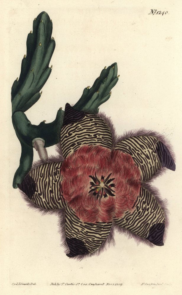 Polstret stapelia, Stapelia pulvinata. Håndfarvet kobberstik af F. Sansom Jr. efter en illustration af Sydenham Edwards fra William Curtis