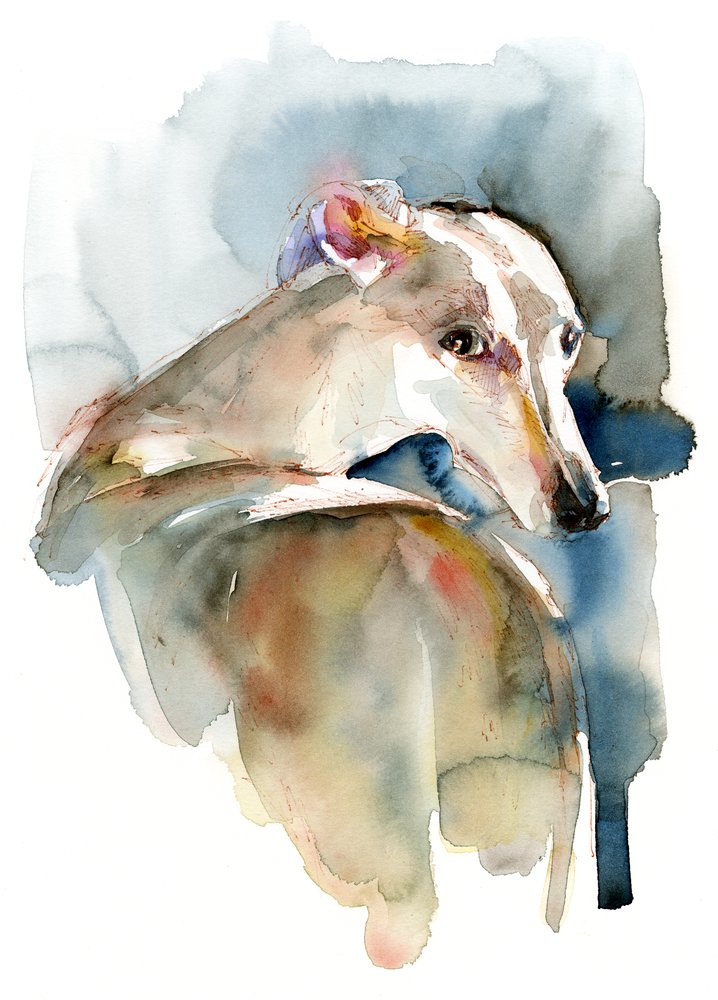 Greyhound Hope, 2016, af Unbekannt Unbekannt