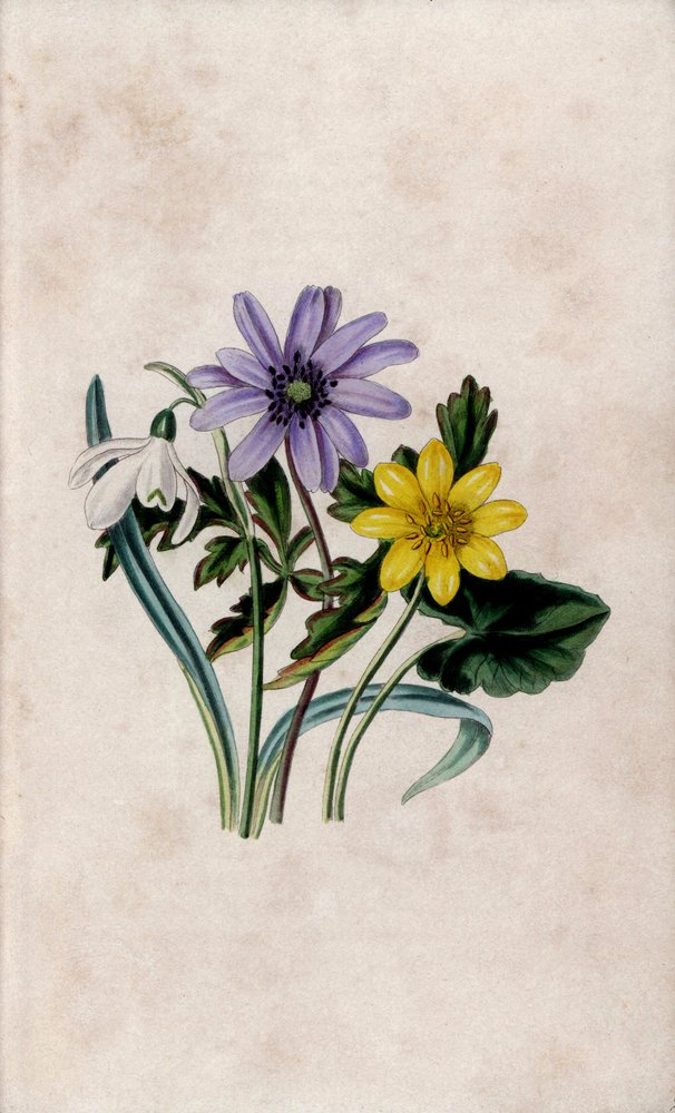 Snepryd, blå anemone og lille skvalderkål. Litografi af Louisa Anne Twamley (1812-1895) i Our Wild Flower, Charles Tilt, London, England. af Unbekannter Künstler