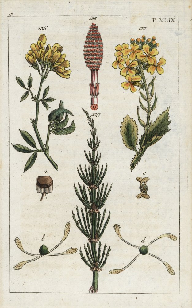 Gul lucerne (alfalfa), Medicago falcata 136, vild radise (ravenelle), Raphanus raphnistrum 137, og agerpadderok (prele des champs), Equisetum arvense 138/139. Håndkoloreret kobberstik af en botanisk illustration fra G. T. Wilhelms "Unte af Unbekannter Künstler