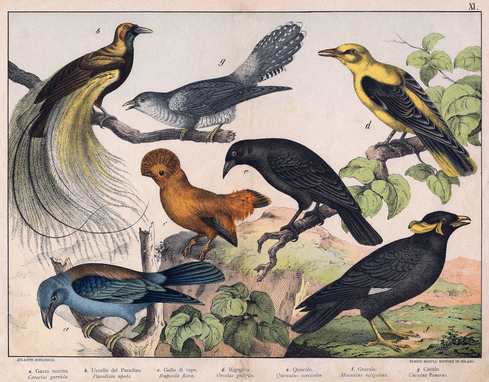 Illustration til "Fuglenes naturhistorie", red. Hoepli, Milano af Unknown Artist