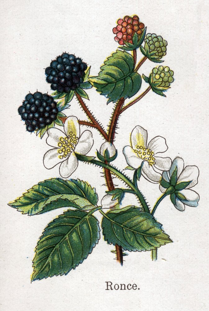 Medicinske og fødevarer botaniske planter: bramble. Indgravering i "" La medication naturelle"", af Friedrich Eduard Bilz (1842-1922) af Unknown artist