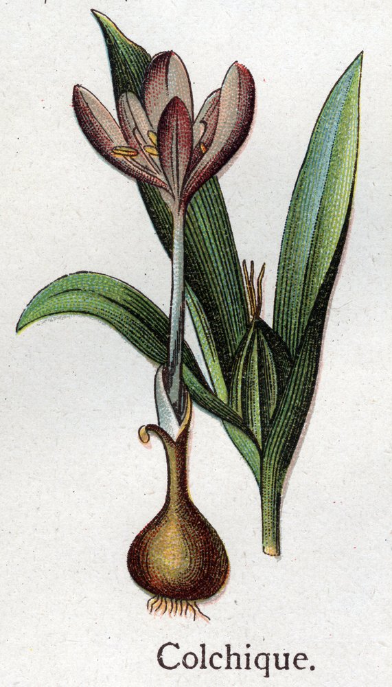 Venenøse botaniske planter: colchial. Indgravering i ""Den naturlige medicin"", af Friedrich Eduard Bilz (1842-1922) af Unknown artist