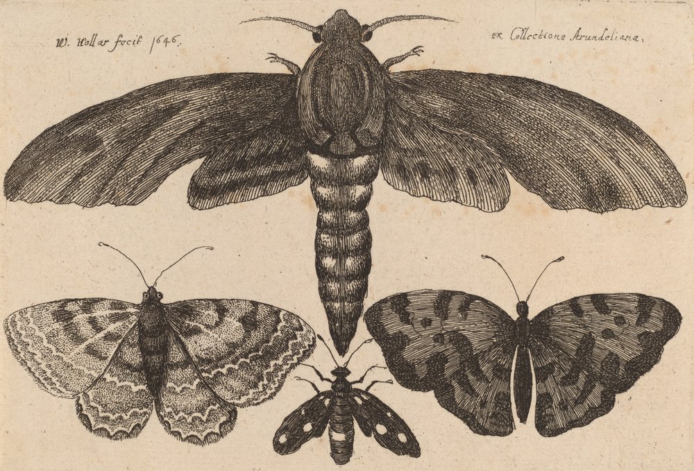 Møl og tre sommerfugle, 1646. af Wenceslaus Hollar