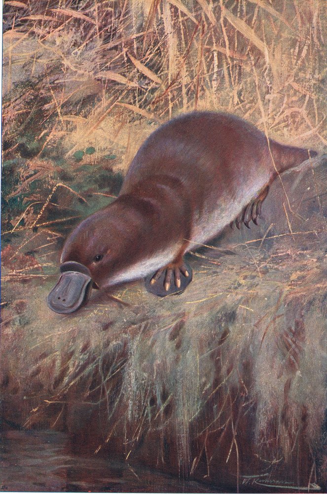 Andenæb, illustration fra Wildlife of the World, ca. 1910 af Wilhelm Kuhnert