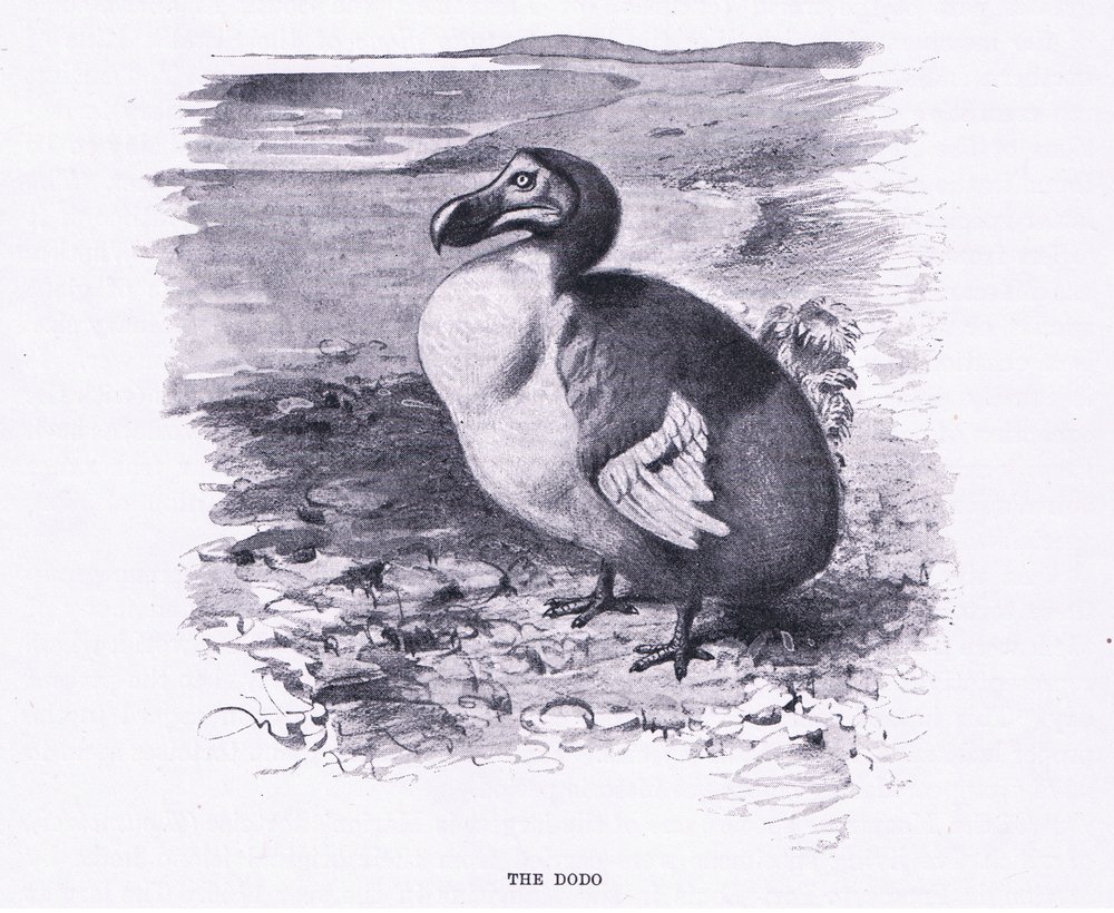 The Dodo, illustration fra Wildlife of the World, ca. 1910 af Wilhelm Kuhnert