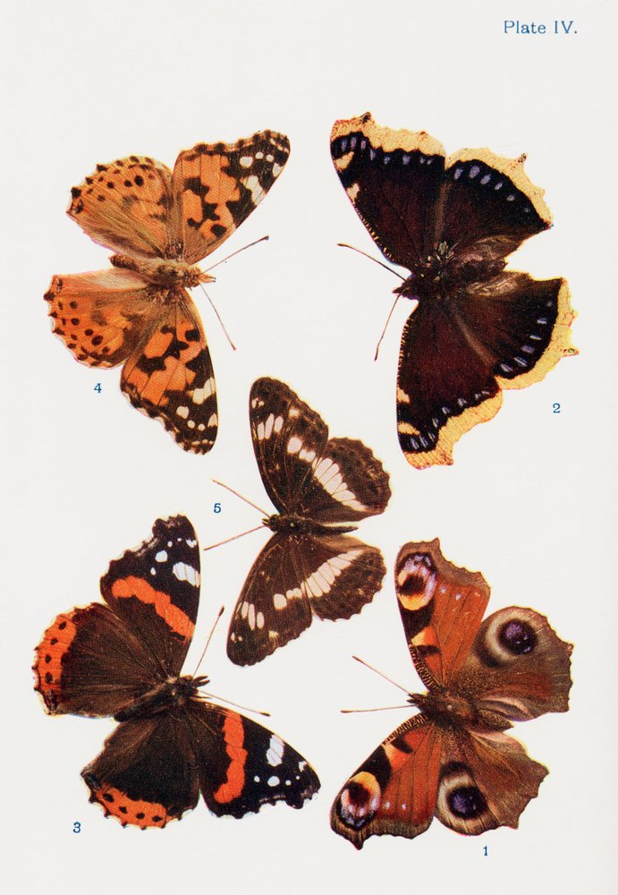 Forskellige typer sommerfugle, illustration fra bogen Butterflies ...