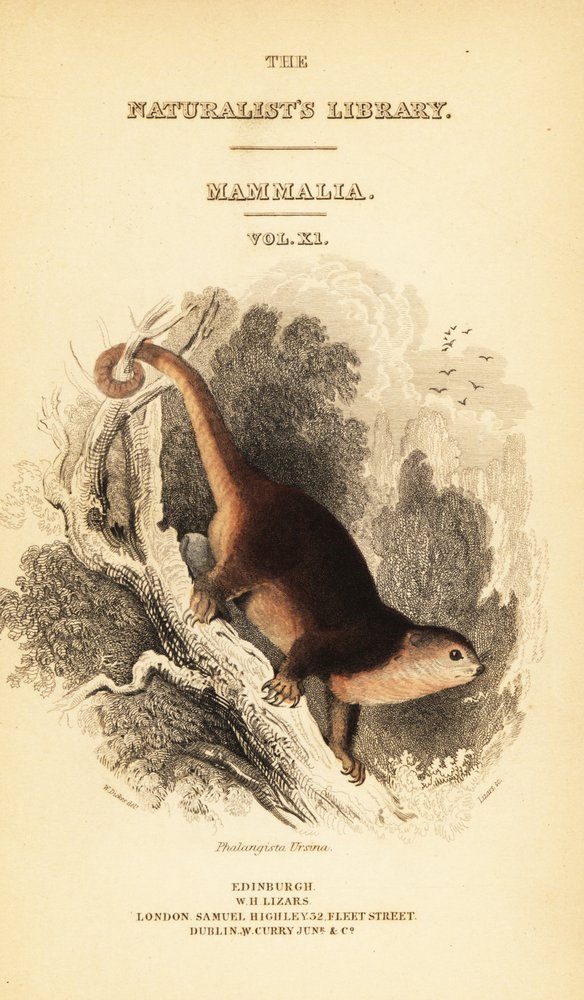 Sulawesi bjørn cuscus, Ailurops ursinus. ,1841 (gravering) af William Dickes