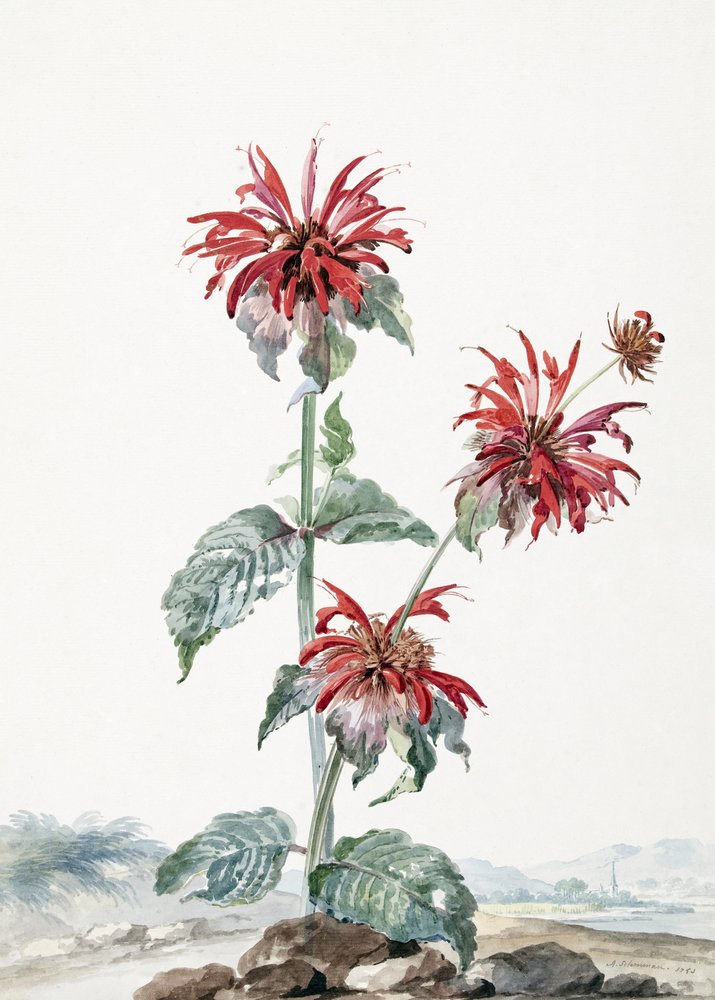 En rød bergamot i et landskab af Aert Schouman