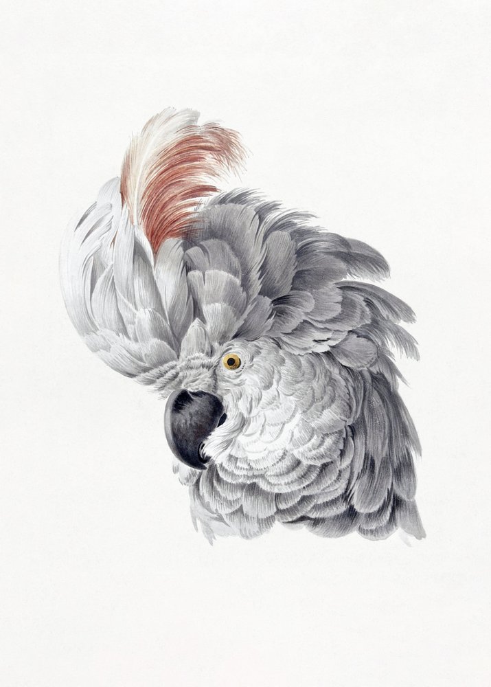 Cockatoo Head af Aert Schouman