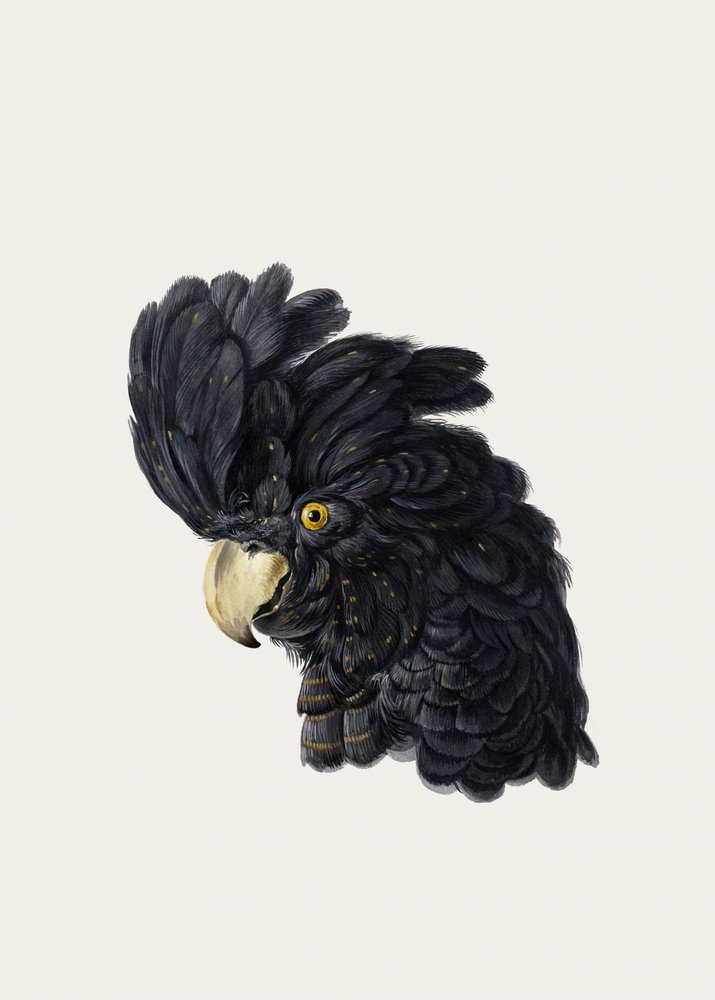 Hovedet på en kakadue af Aert Schouman