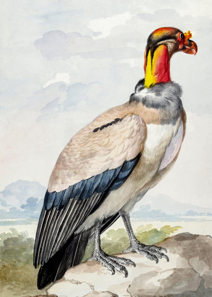 Stenløber af Aert Schouman