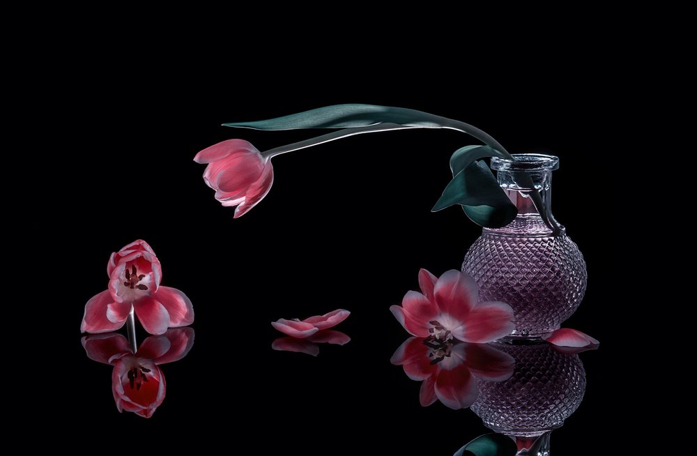 Elegante lyserøde tulipaner af Alice Sheng