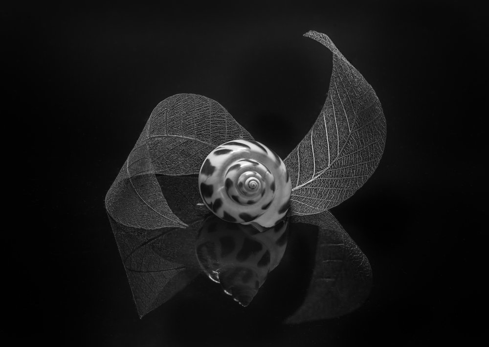 Refleksion i en spiralformet skal af Alice Sheng