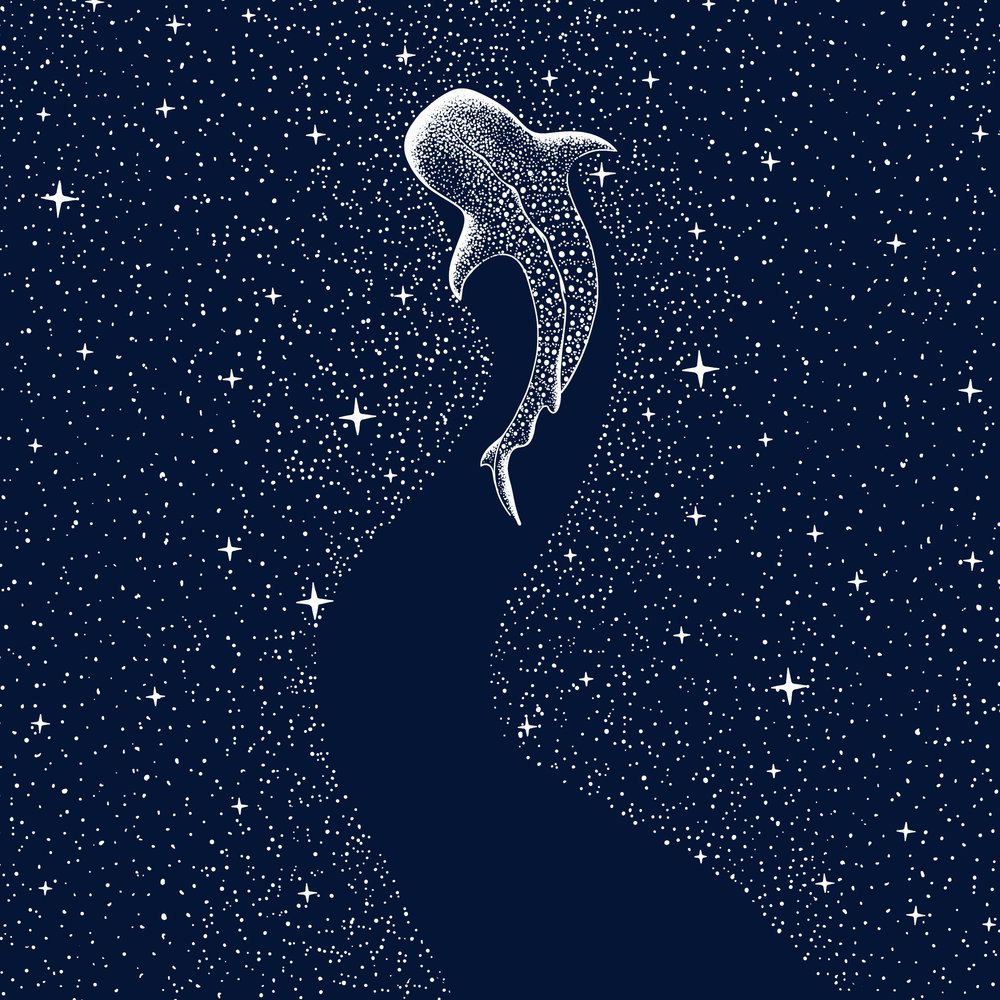 Stjernehvalhaj af Alirıza ÇAKIR