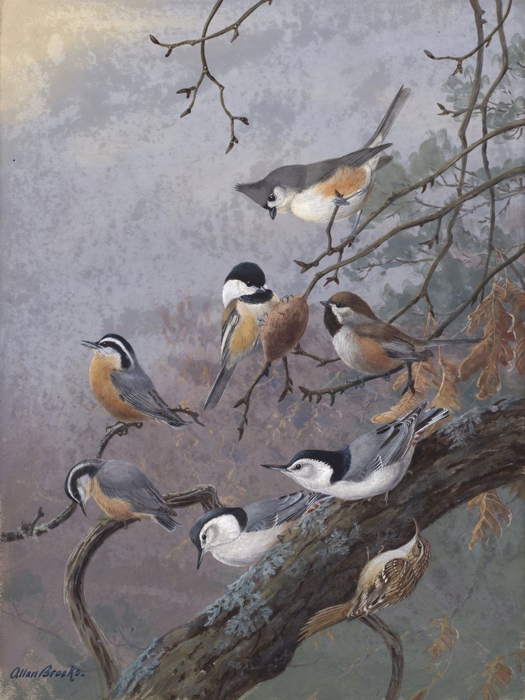 Fuglefoder fra Allan Brooks af Allan Brooks