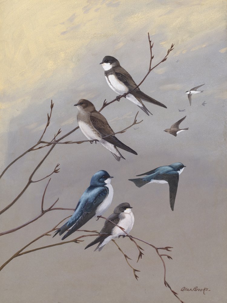 Svalen af Allan Brooks af Allan Brooks