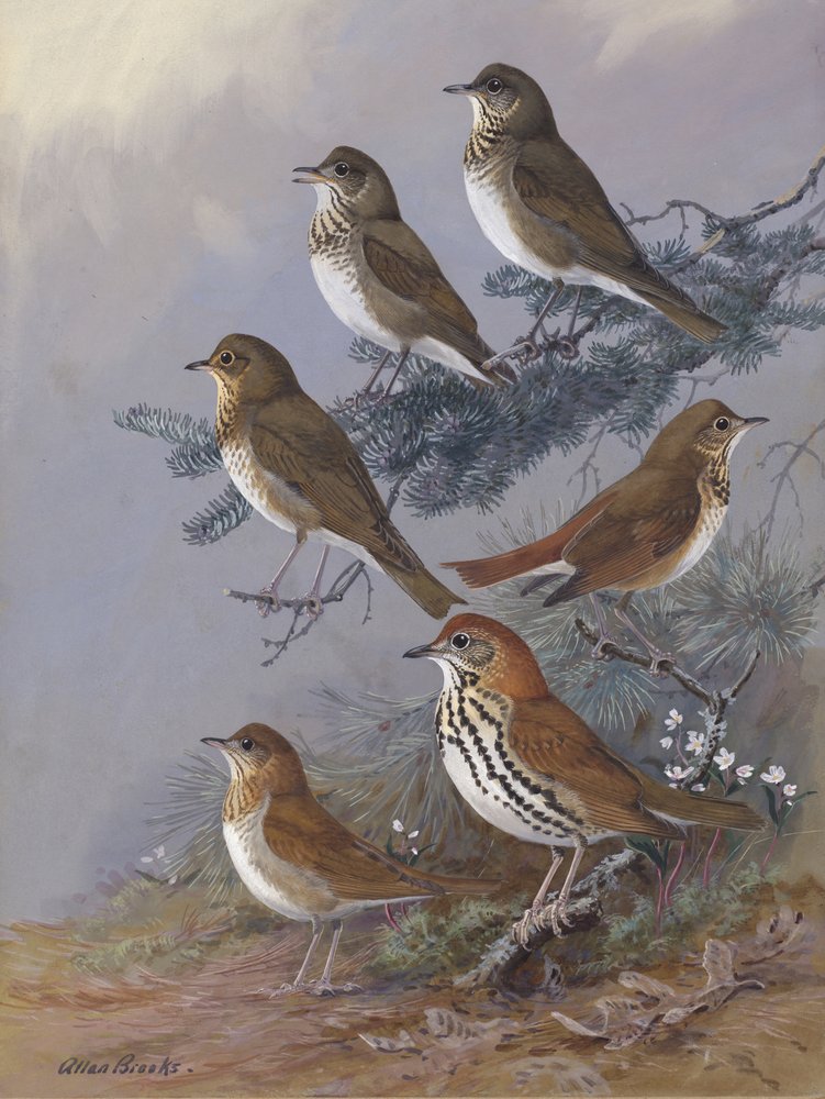 Thrush af Allan Brooks af Allan Brooks