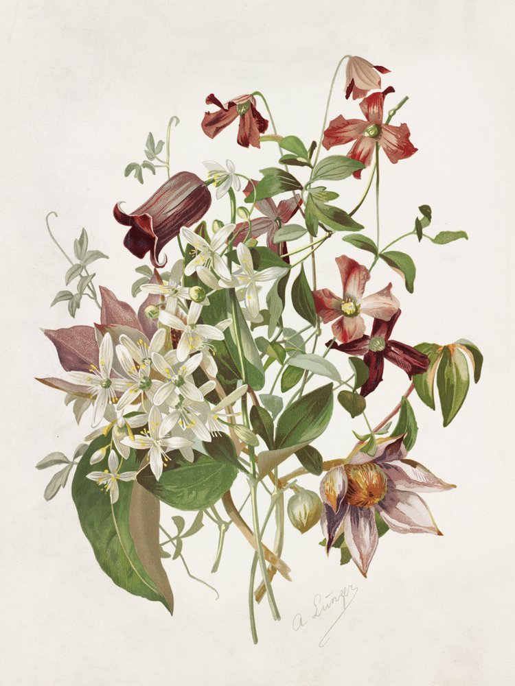 Clematis af Alois Lunzer