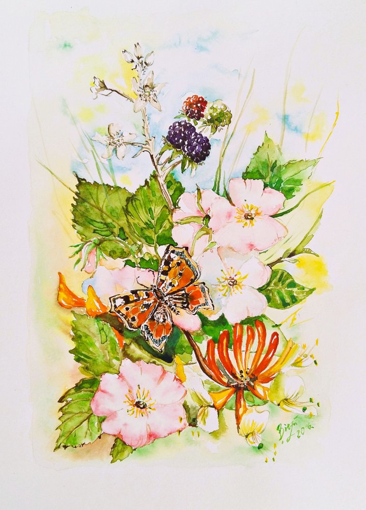 Vilde blomster og sommerfuglehave af Anda Bieza
