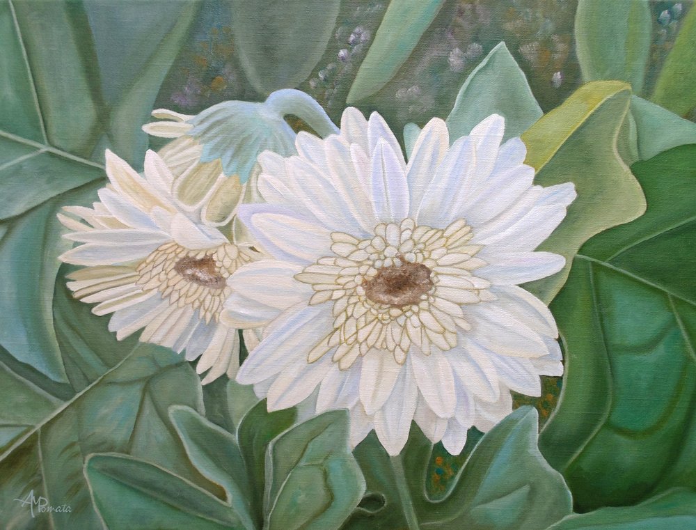 Friske hvide gerberablomster af Angeles M. Pomata
