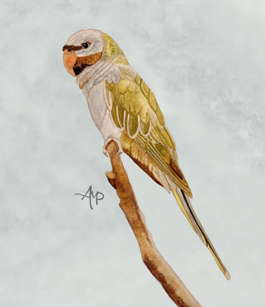  af Angeles M. Pomata