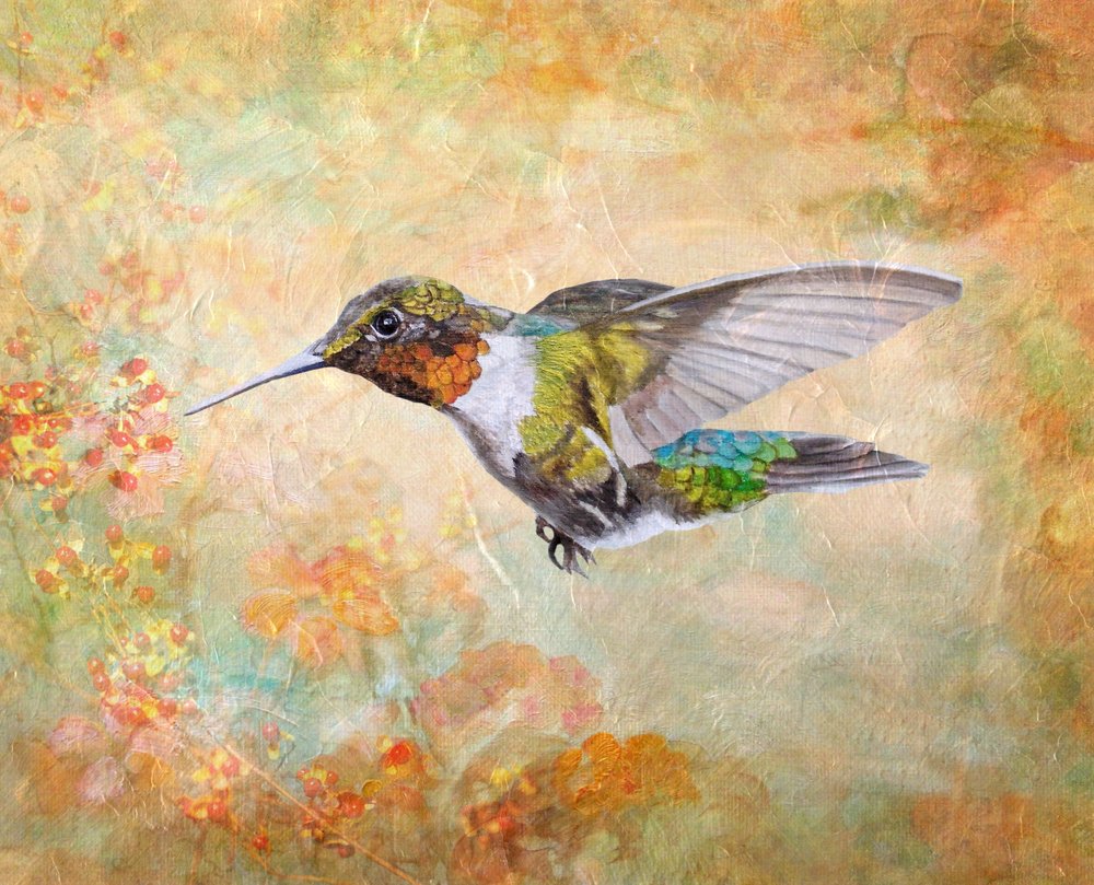 Rubinhalet kolibri af Angeles M. Pomata