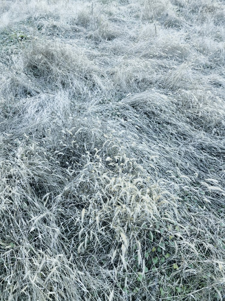 Frostbelagt vintergræs af Angelo Cerantola