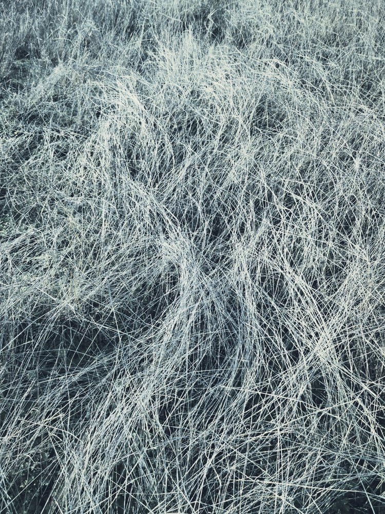 Frostklædt vintergræs af Angelo Cerantola