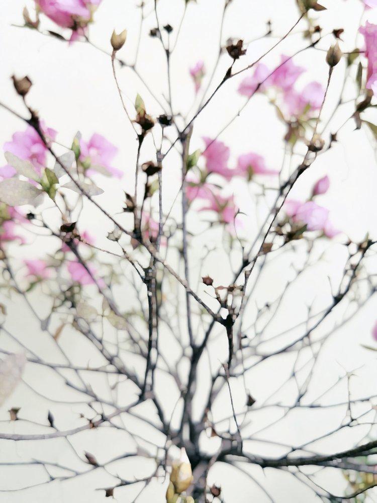 Blide forårsblomster af Angelo Cerantola