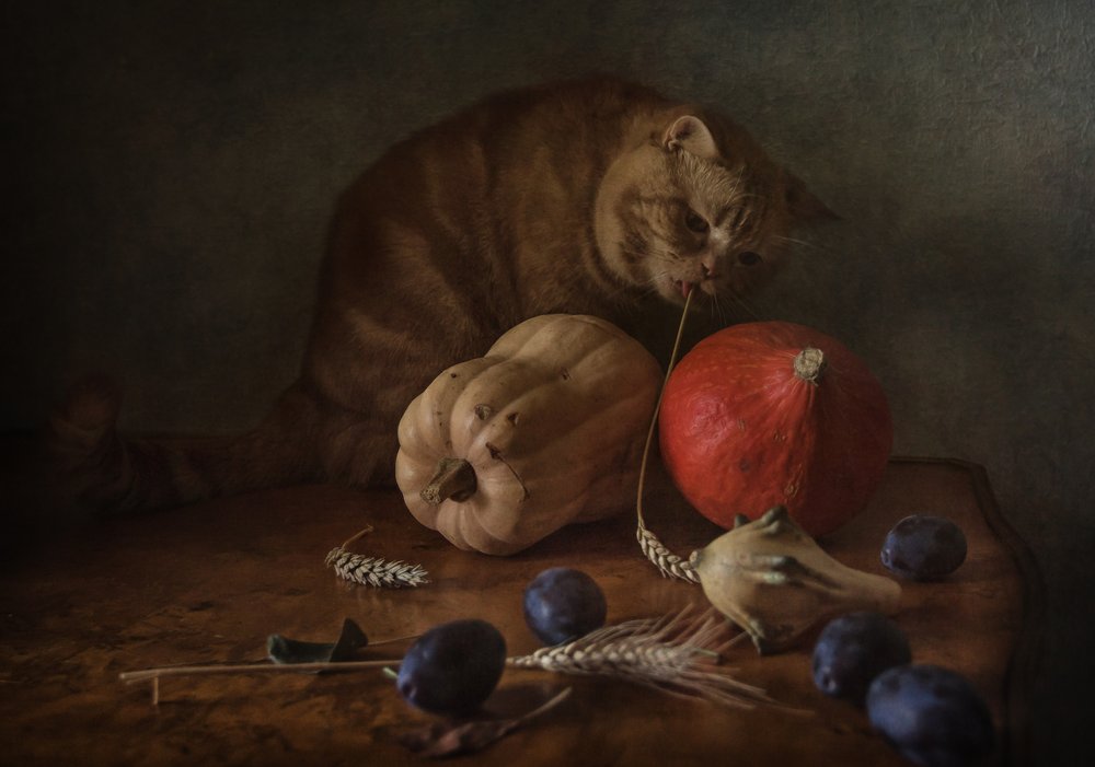 Curious Cat Harvest af Anna Petina